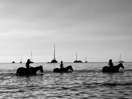 black and white photography horses in the sea Corsica