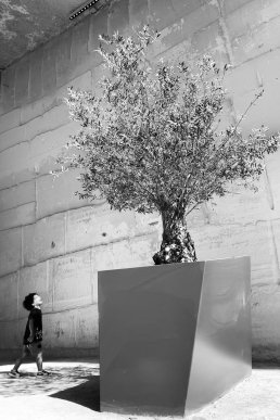 Black and white boy screaming tree Sebastien FRANCA