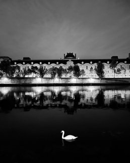 Black and white photography fine art swan Paris