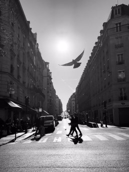 Street photo Paris shadows bird Sebastien FRANCA